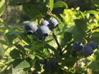 Group Tour ~ Bountiful Blueberries