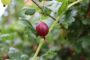 gooseberry, berry, fruit