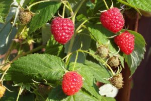 raspberries, fruit, red