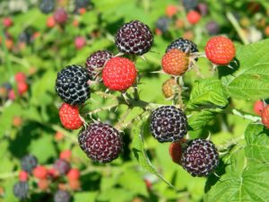 raspberry, black raspberry, ripe raspberry