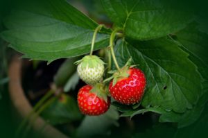 strawberry plant, strawberries, mature