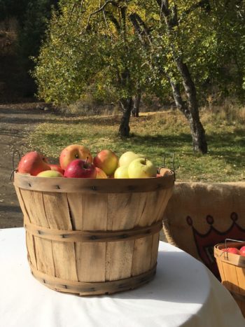 Group Tour ~ Apple Pressing