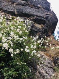 Flowering Shrubs
