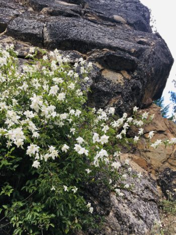 Flowering Shrubs