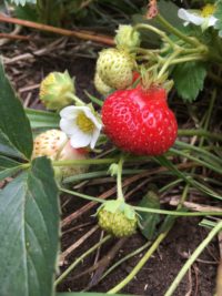 Strawberry Plants