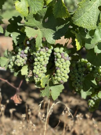 Grape Vines