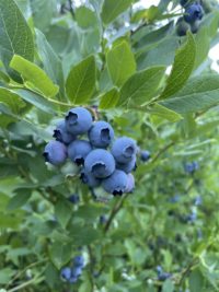 Blueberry Plants