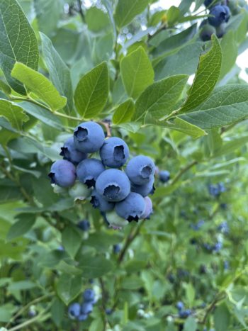 Blueberry Plants