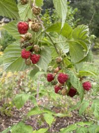 Raspberry Plants