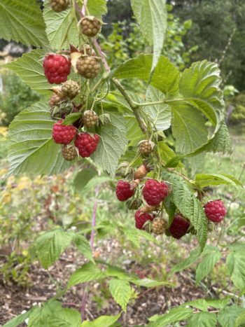 Raspberry Plants