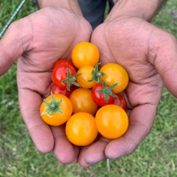 MRO-Orchard-CherryTomatoes